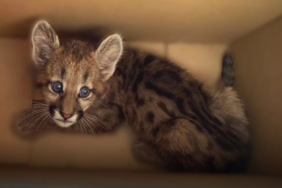 Cachorra de puma rescatada (Policía Ambiental)