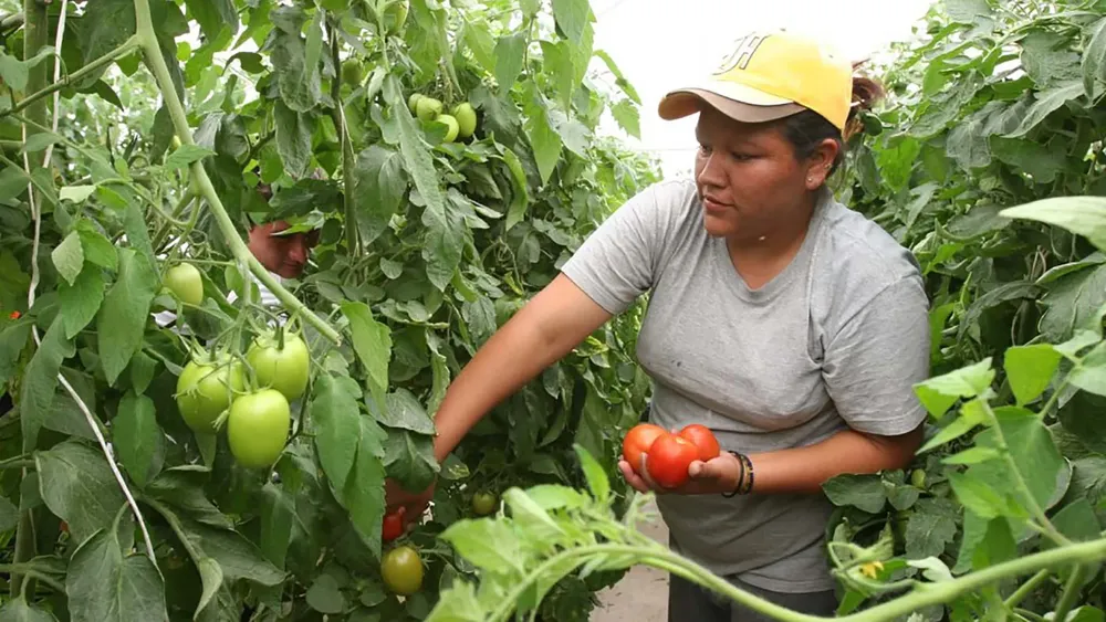 agricultura