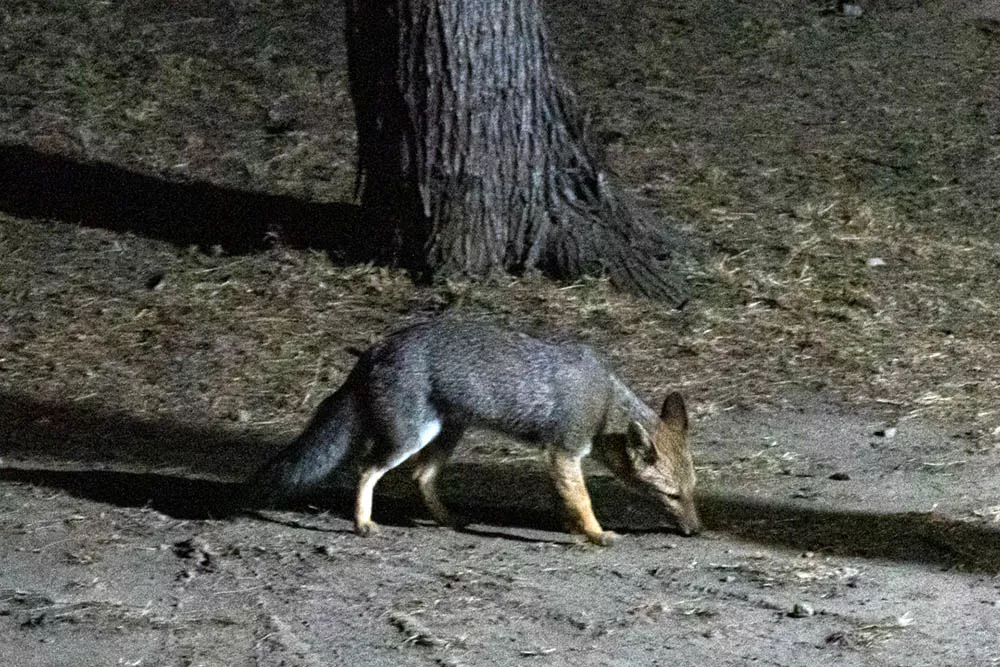 Un zorrito, visitante nocturno de la zona de acampe en la Reserva Chancaní. Foto Gabriel Pitaluga.