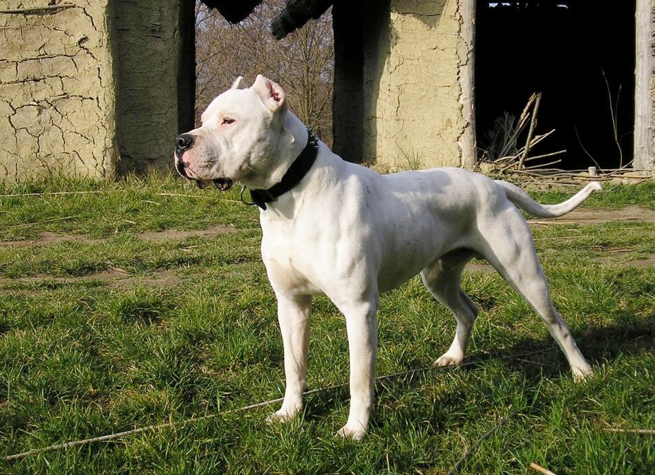 dogo 3