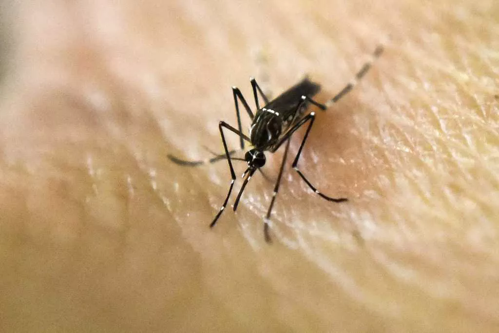 Dengue by NA