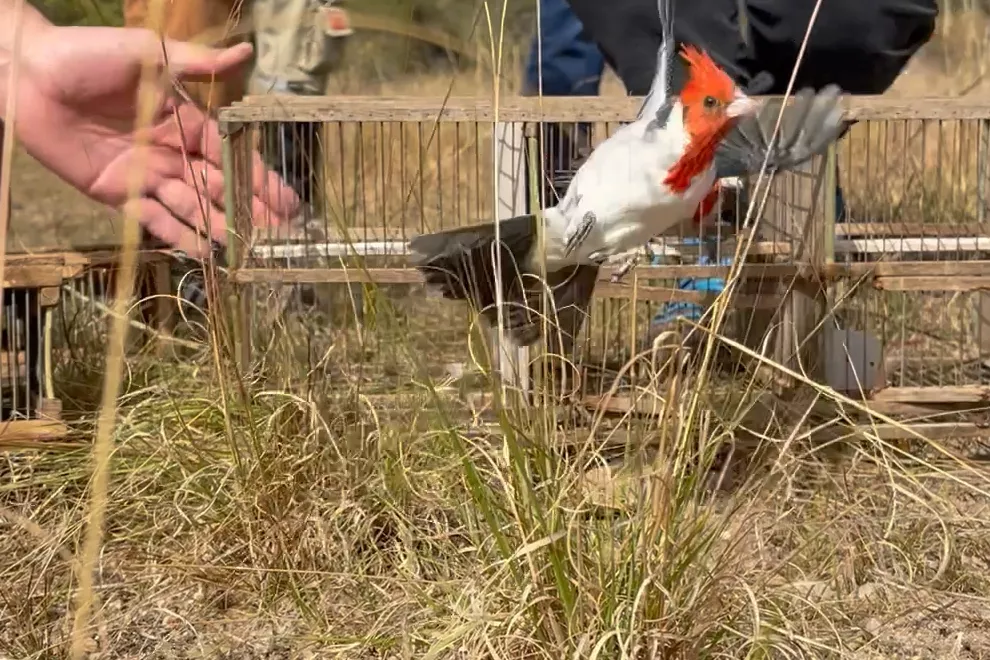 Liberación de aves silvestres en Río Segundo (Policía Ambiental)
