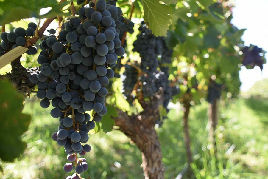 Vinos2