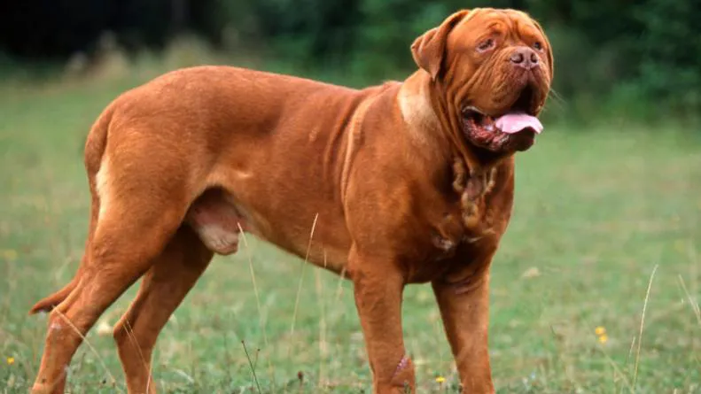 dogo de burdeos