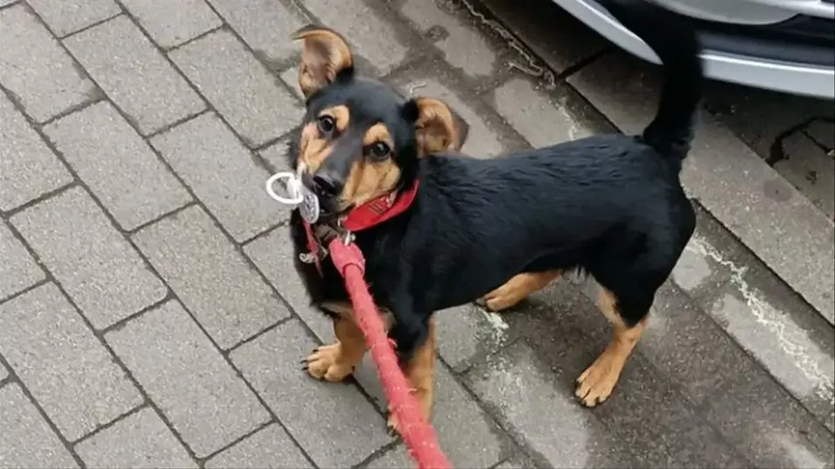 coco