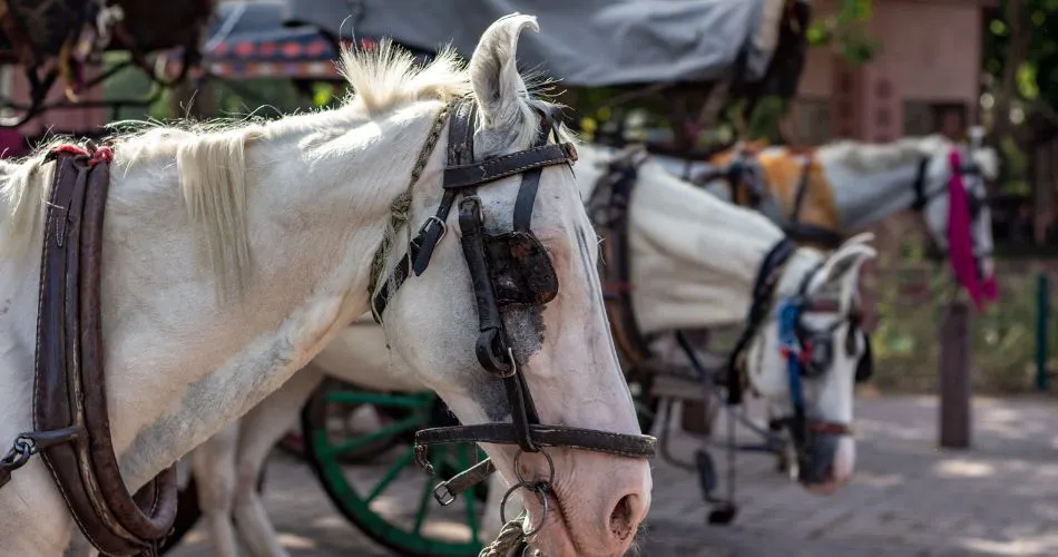 maltrato contra caballo
