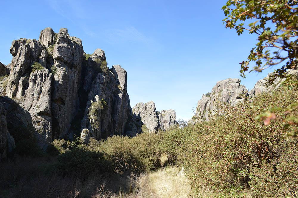 Los Gigantes -  El bosque de tabaquillos es una de las postales más lindas del recorrido