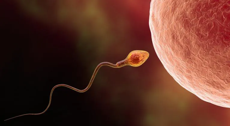 Fertilización con técnica Hyper Sperm (imagen gentileza)