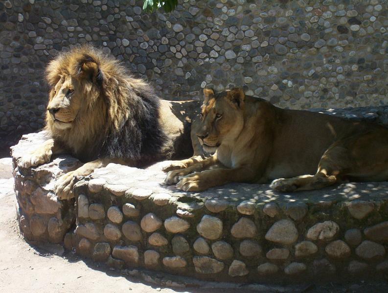 zoo