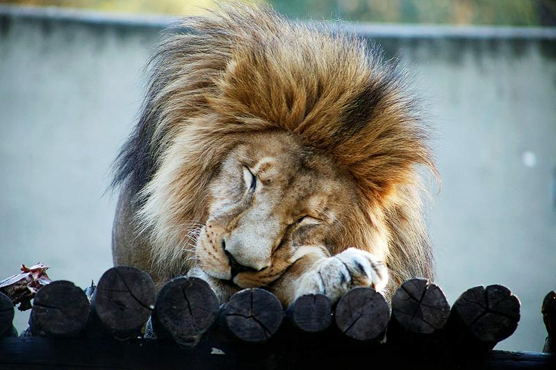 Zoo Cba_12