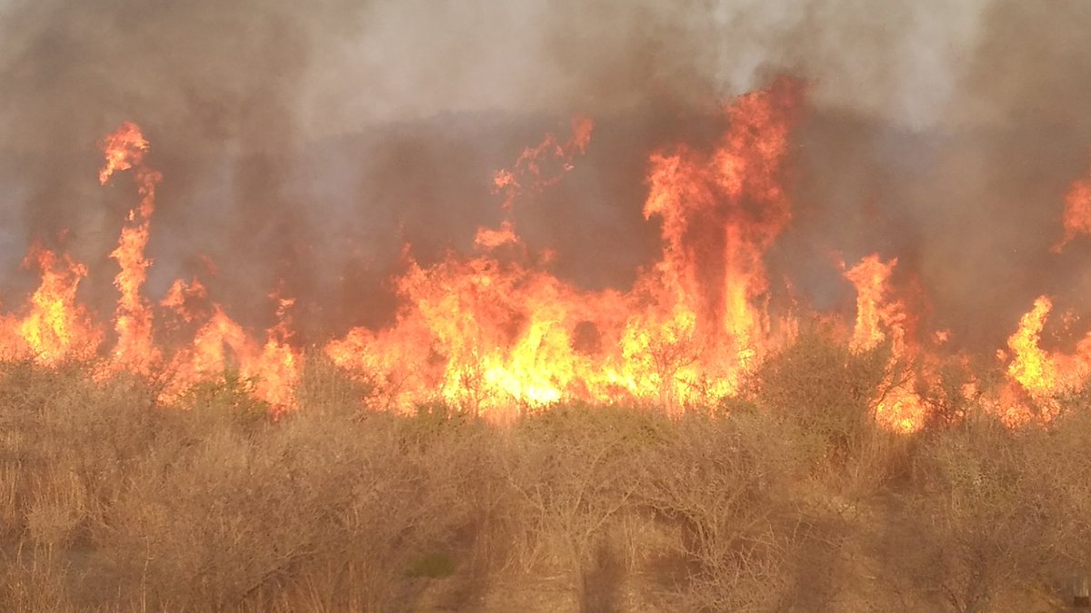 fuego