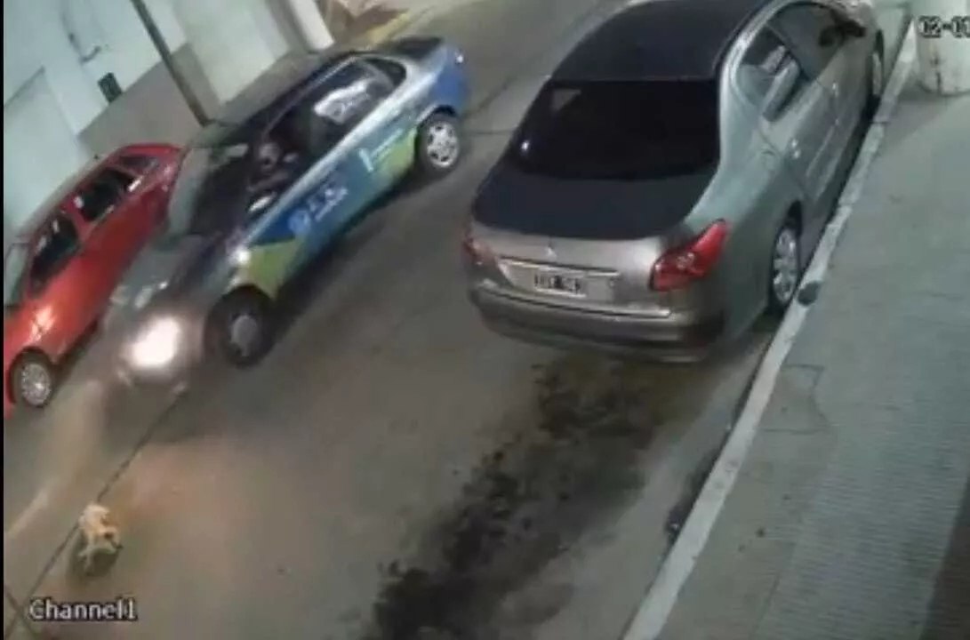Empleado-municipal-atropelló-y-abandonó-a-un-perro-en-Alta-Gracia-captura-2 (1)