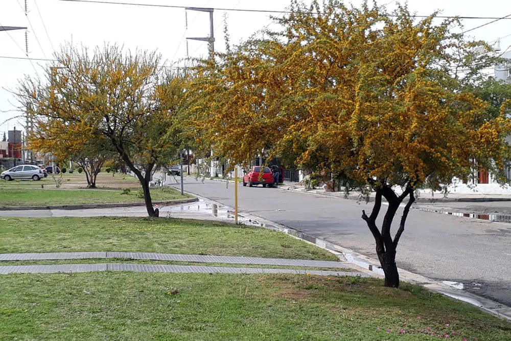 NATURALEZA ESPONTÁNEA