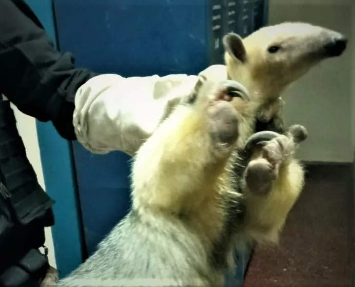 Rescate de oso melero