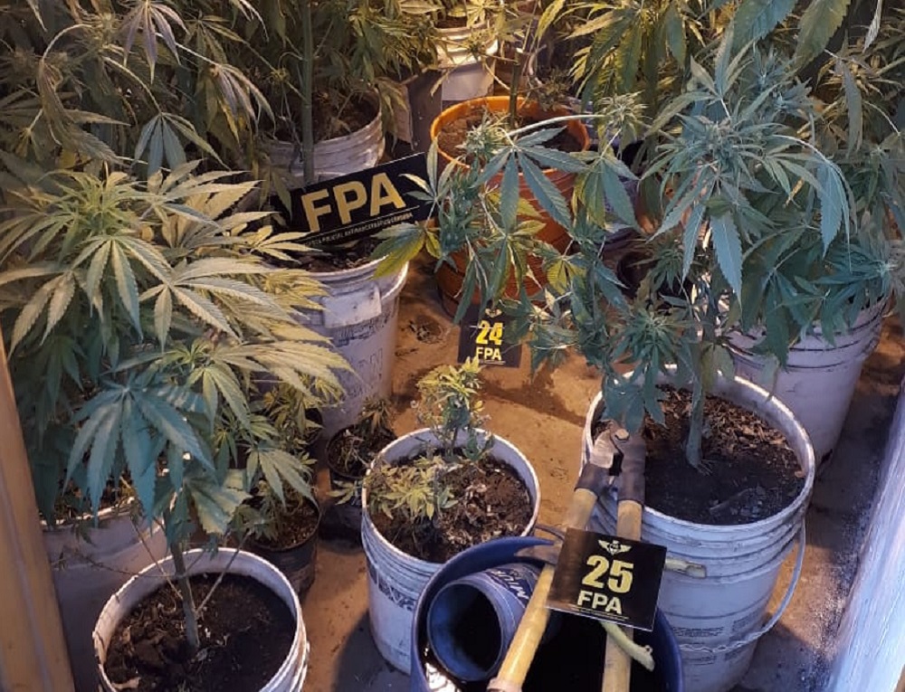 fpa capilla del monte vivero de cannabis