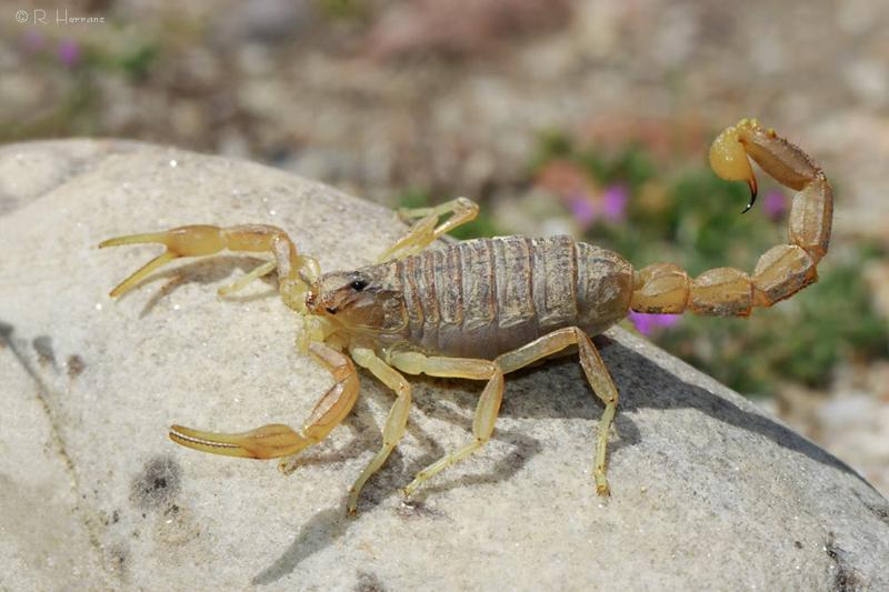 Escorpion