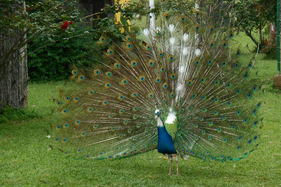 Aves Colonia Hughes 01