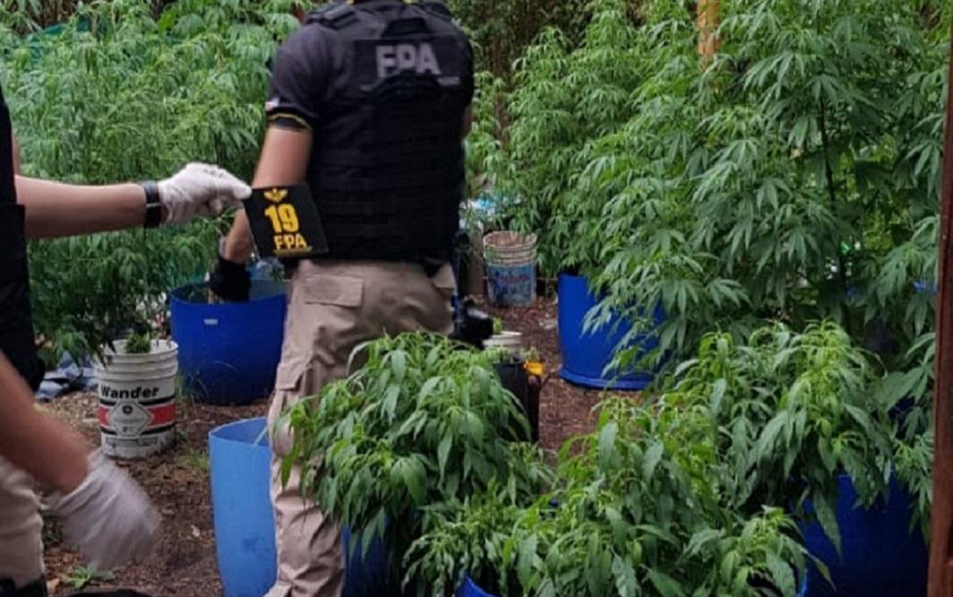 vivero marihuana PFA