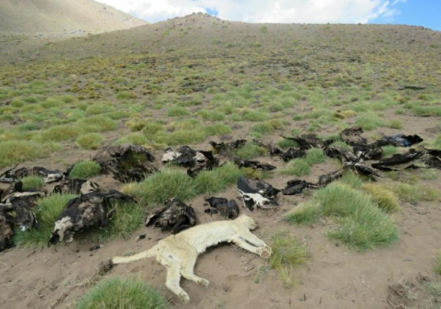 condores muertos en mendoza by mdzol 1