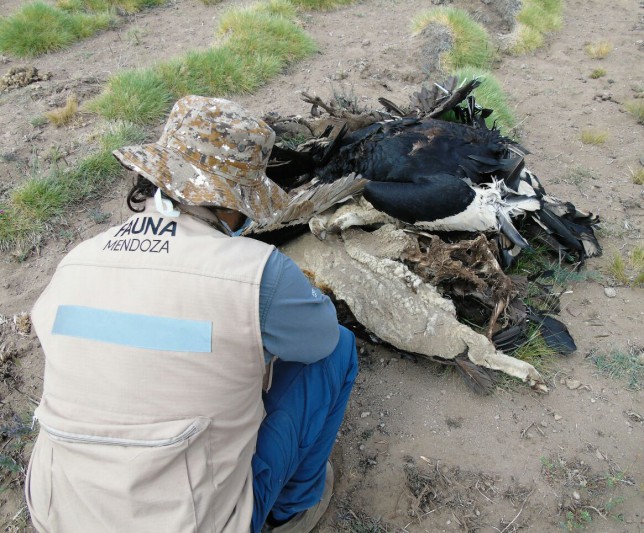 condores muertos en mendoza by mdzol 3 (resolución no apta para foto principal)