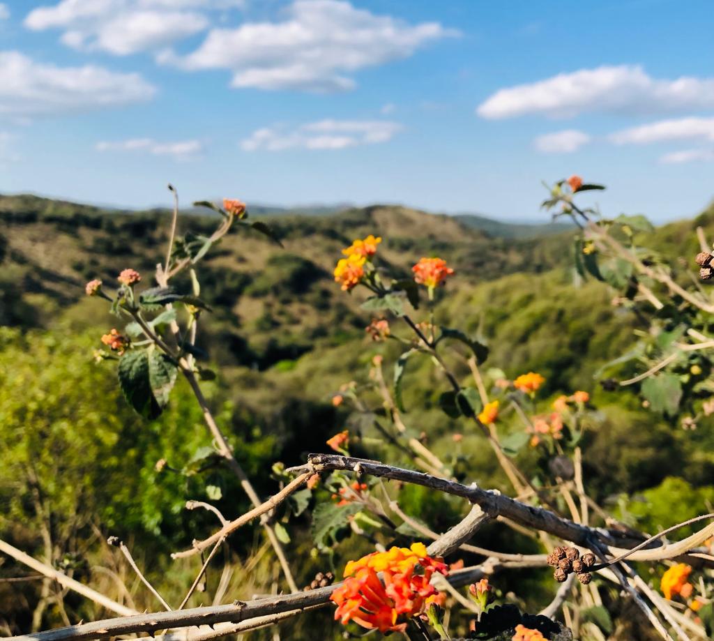 Bosque Nativo by Miri