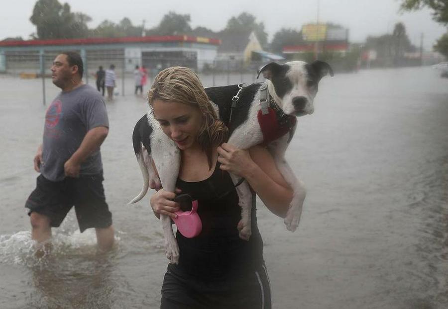 harvey @izqmx