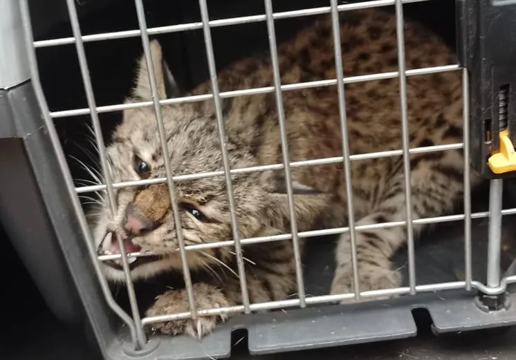 Gato montés rescatado por Policía Ambiental 1