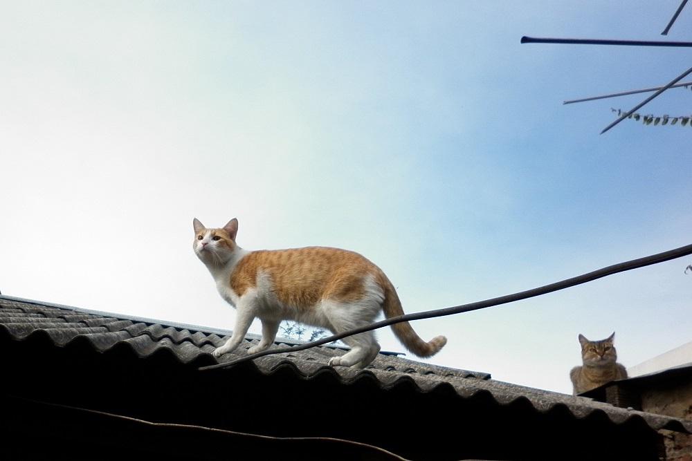 Gato techo