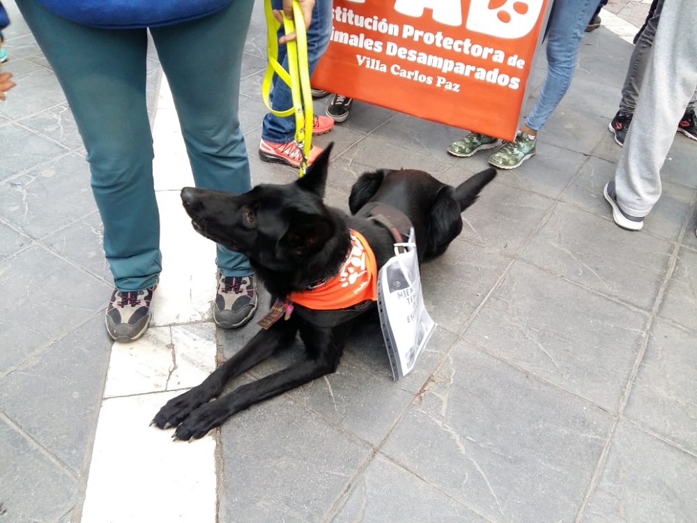Marcha Maltrato animal La nueva mañana