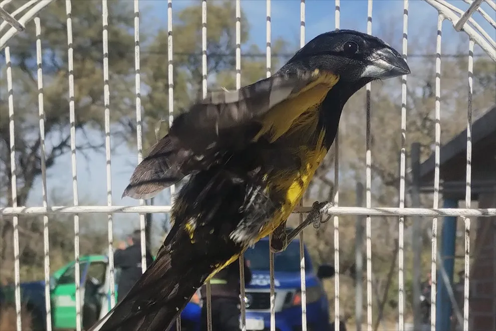Rescate de aves silvestres (Gobierno de Córdoba)