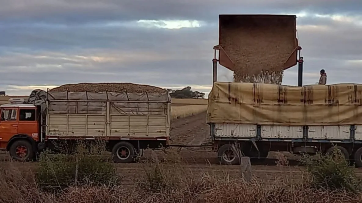 Cosecha de maní by La Arena