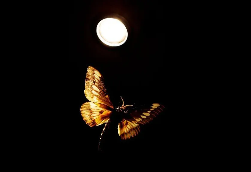 polinización nocturna web