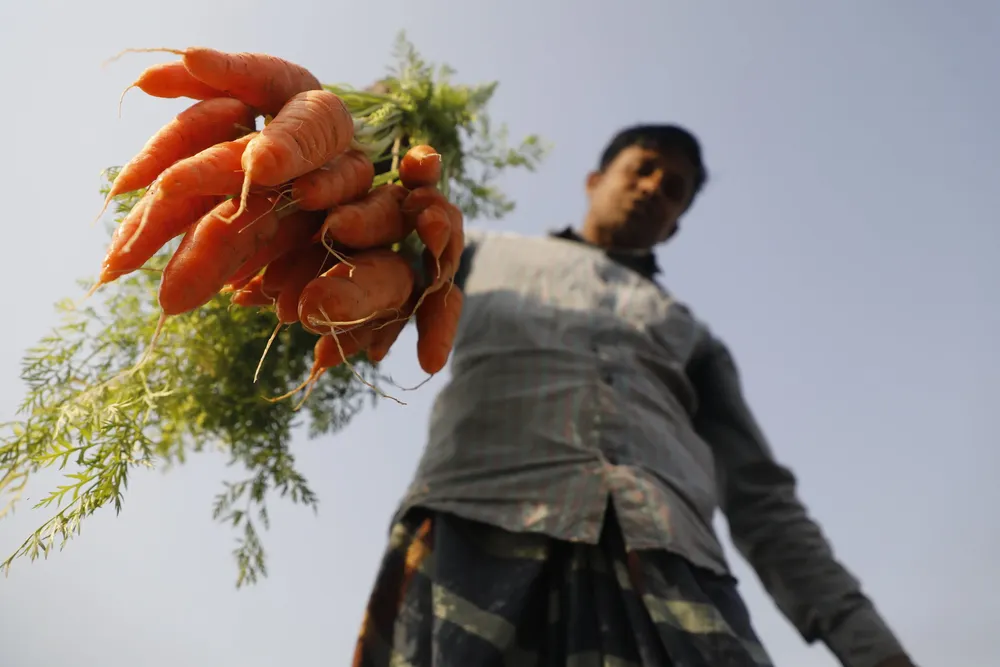 Alimentación (FAO)