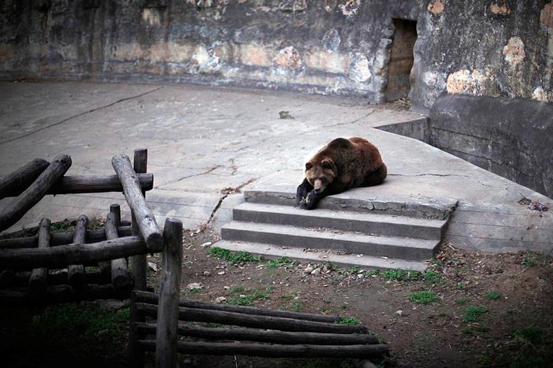 Zoo Cba_13