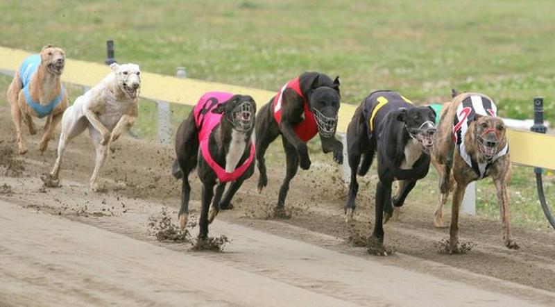 carrera de galgos