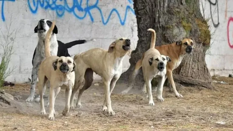 jauría