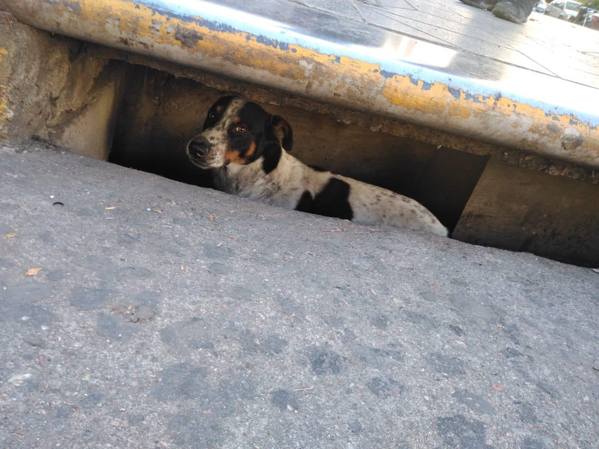 perro olmos foto leo guevara