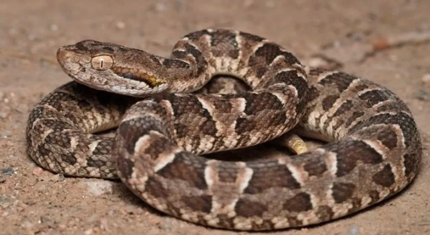 yarará