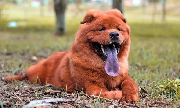 chow chow