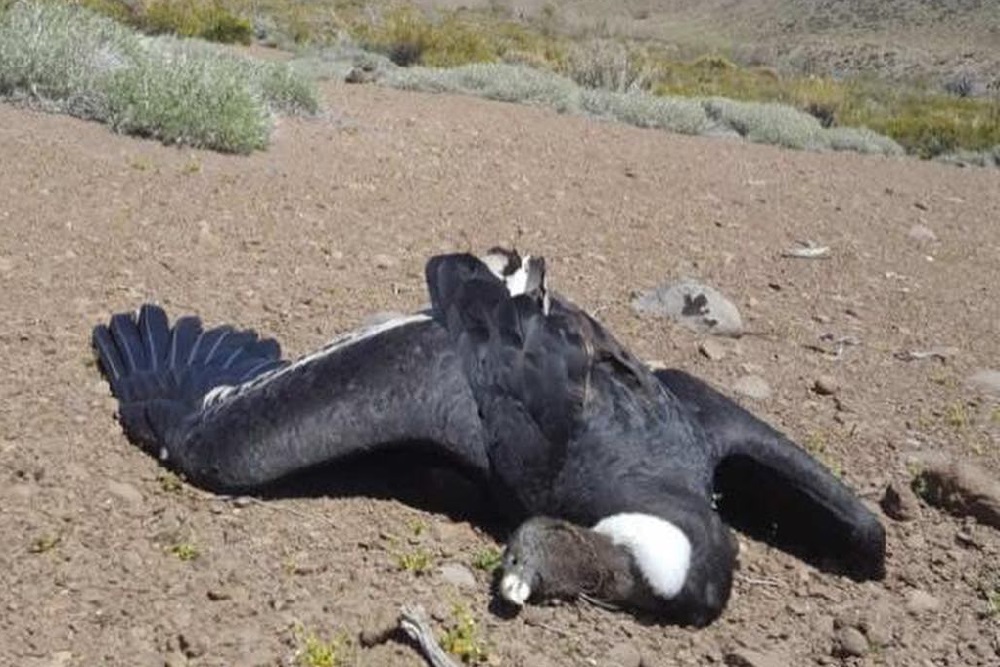 cóndores muertos Patagonia by Programa de Conservación Cóndor Andino