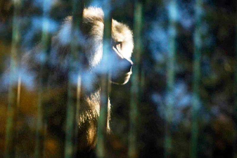 Zoo Cba_01