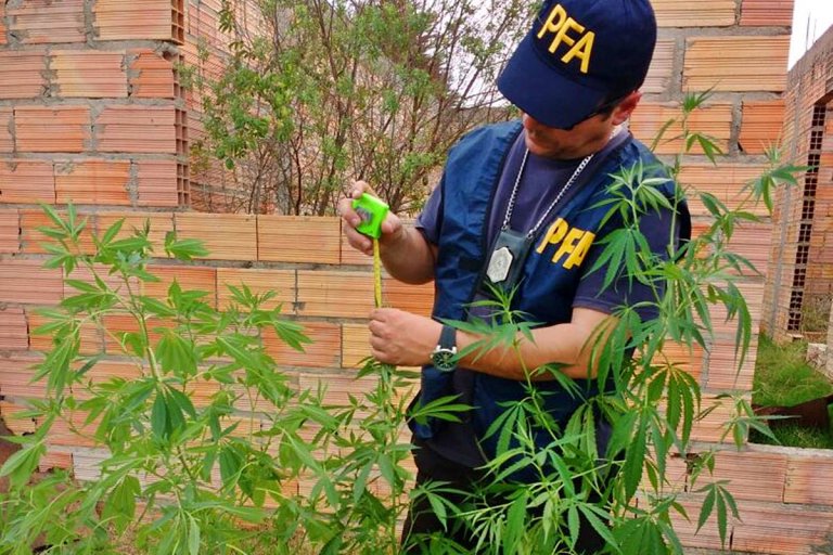 Policía federal marihuana