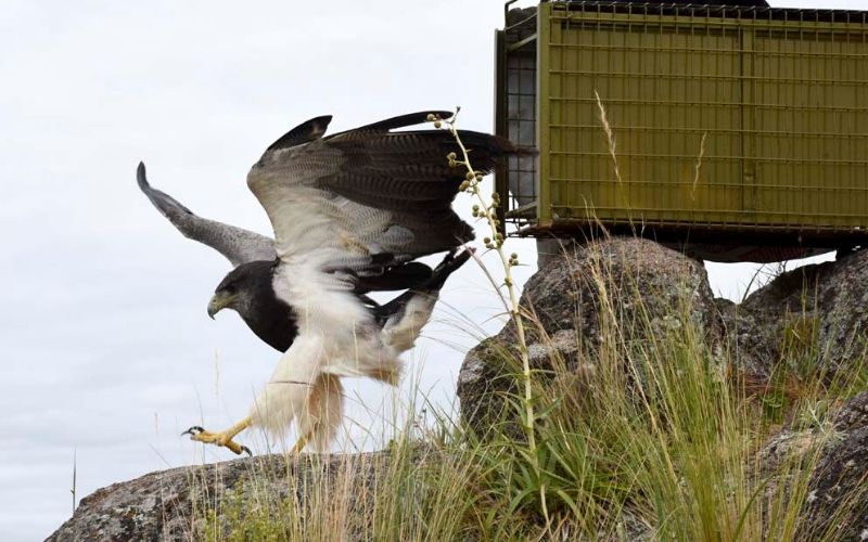 Aguila Mora liberada por la provincia