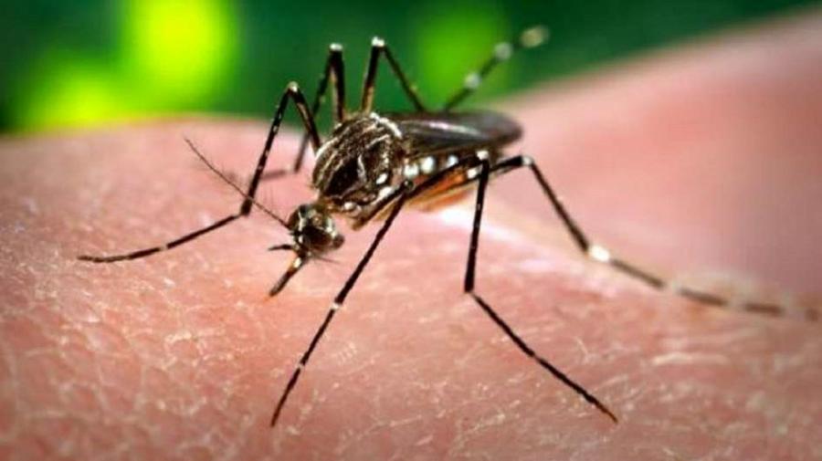 fiebre amarilla mosquito
