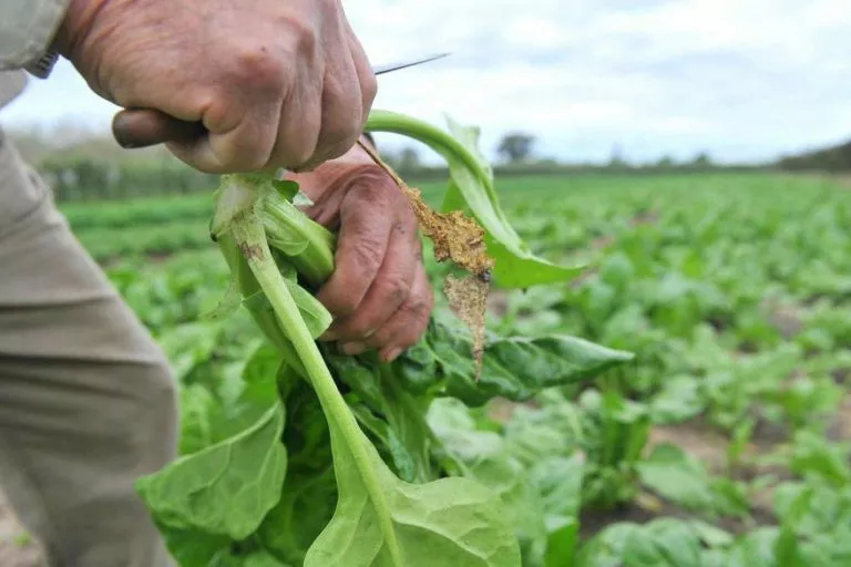 Pequeños productores (gentileza Ansol)