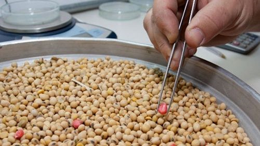 semilla monsanto