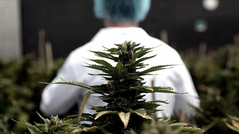 cannabis