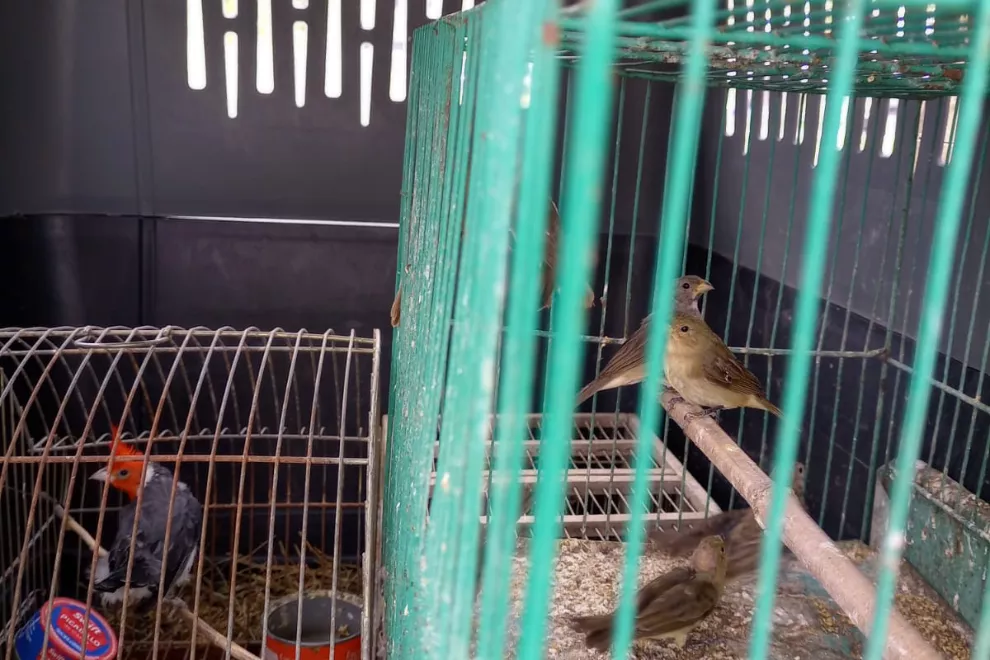Aves silvestres rescatadas en Arroyito (Provincia de Córdoba) 1