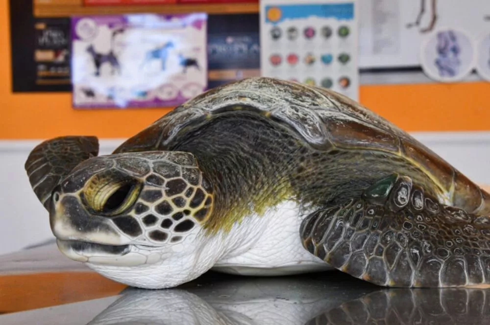 Tortuga verde rescatada