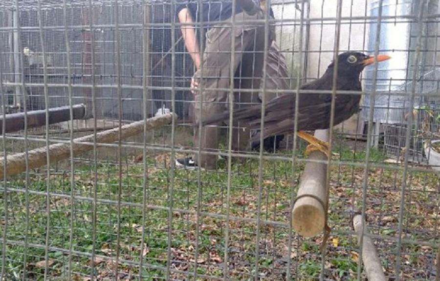 Aves-cautiverio rio cuarto by Pol Ambiental